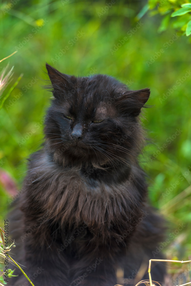 black cat outdoors on green grass in summer
