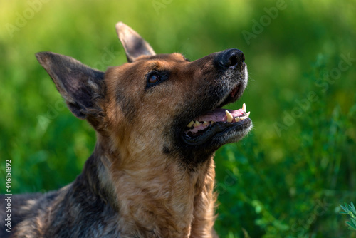 old german shepherd among green grass photo