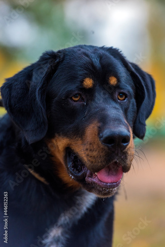 beautiful large brown dog mestizo rottweiler