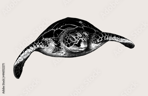 Hand-drawn sketch sea turtle isolated on beige background. Vintage style. Vector illustration for posters and print