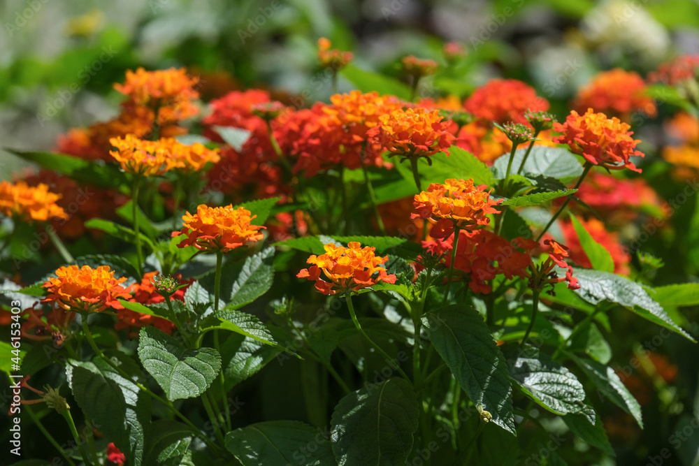 Flowering tropical shrub Lantana camara (common lantana) Flowering tropical shrub Lantana camara (common lantana)