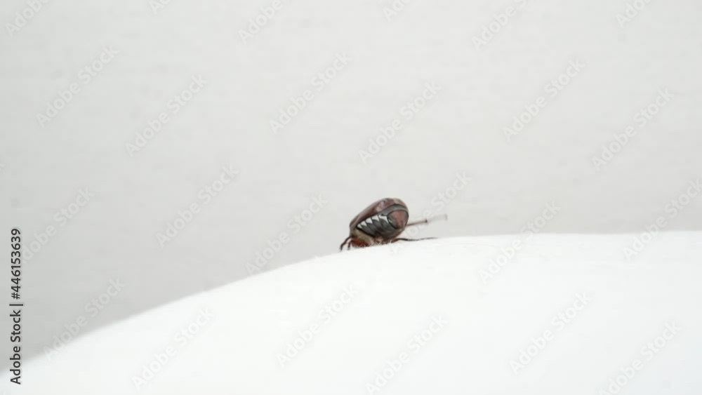 Cute british cat with passion hunts for a beetle Cute british cat with passion hunts for a beetle