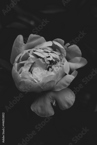peony on black
