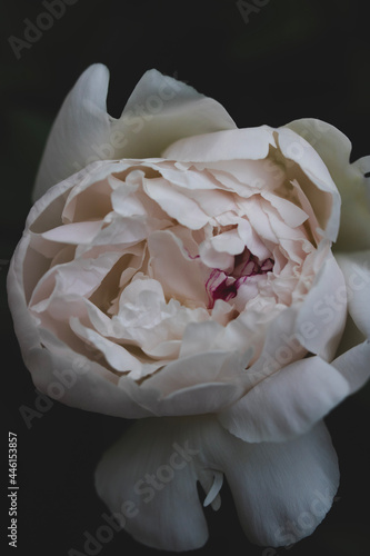 white flower