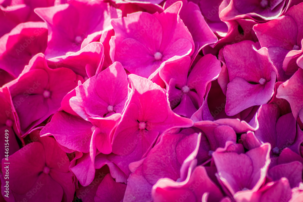 purple hydrangeas petals purple hydrangeas petals