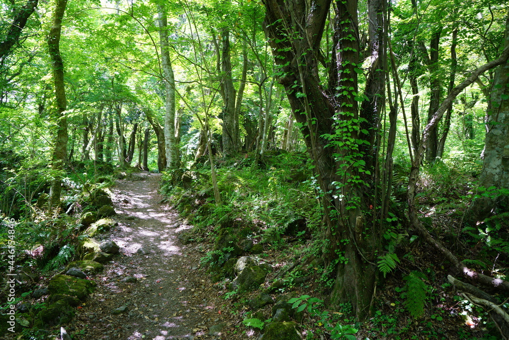 a refreshing spring forest with a pathway a refreshing spring forest with a pathway