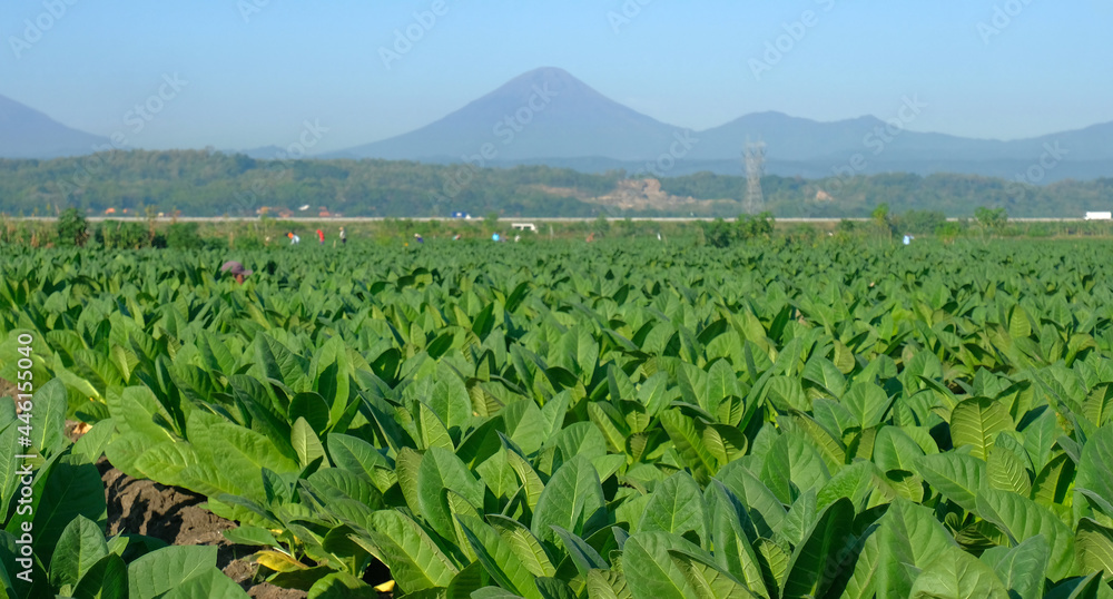 Tobacco leaves. Close-up of tobacco leaf detail on a bright blue sky background
