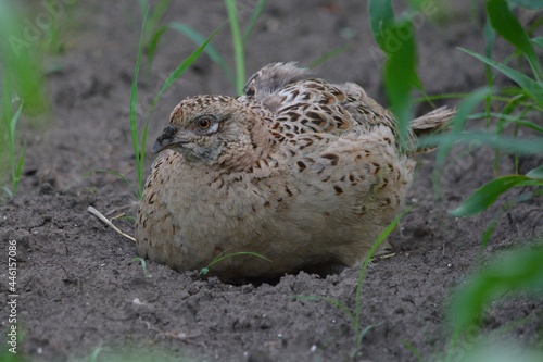 Phasianus colchicus female on the fields of corn.