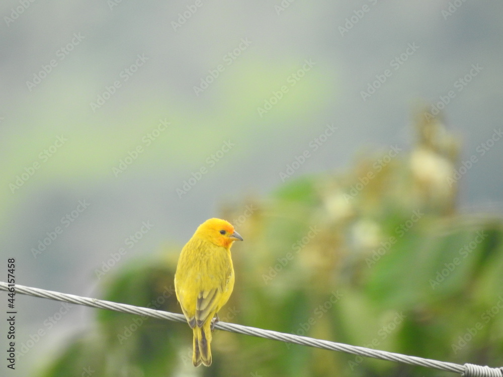 Pájaro amarillo Pájaro amarillo
