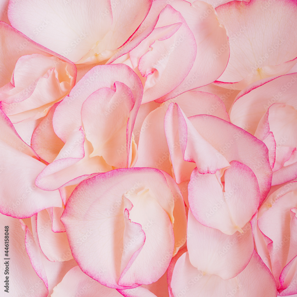 Colorful petals of rose. Colorful petals of rose.