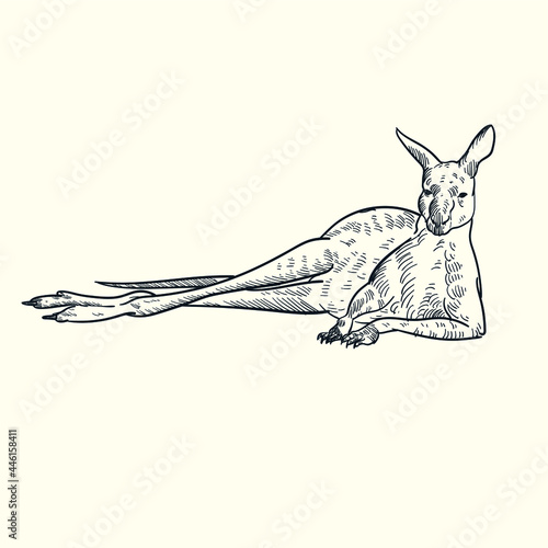 Vintage hand drawn sketch lay down kangaroo