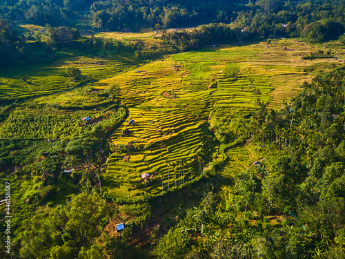 Paddy fields at Kotmale, Sri Lanka