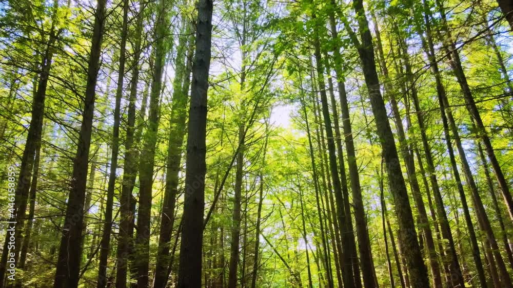 Gliding gently through a tall, beautiful pine forest in the Appalachian Mountains during a sunny summer’s day. This is in the Catskill Mountain subrange in New York’s Hudson Valley. Gliding gently through a tall, beautiful pine forest in the Appalachian Mountains during a sunny summer’s day. This is in the Catskill Mountain subrange in New York’s Hudson Valley.