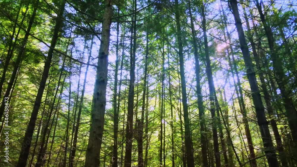 Gliding gently through a tall, beautiful pine forest in the Appalachian Mountains during a sunny summer’s day. This is in the Catskill mountain subrange in New York’s Hudson Valley. Gliding gently through a tall, beautiful pine forest in the Appalachian Mountains during a sunny summer’s day. This is in the Catskill mountain subrange in New York’s Hudson Valley.