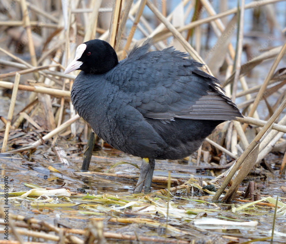 Fototapeta premium Fulica atra on the lake.
