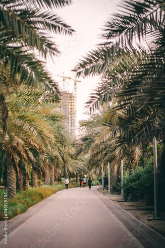 palm trees in the street
