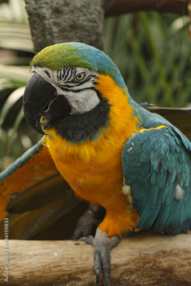 A close up of a blue and gold macaw sitting on a branch looking at the camera.