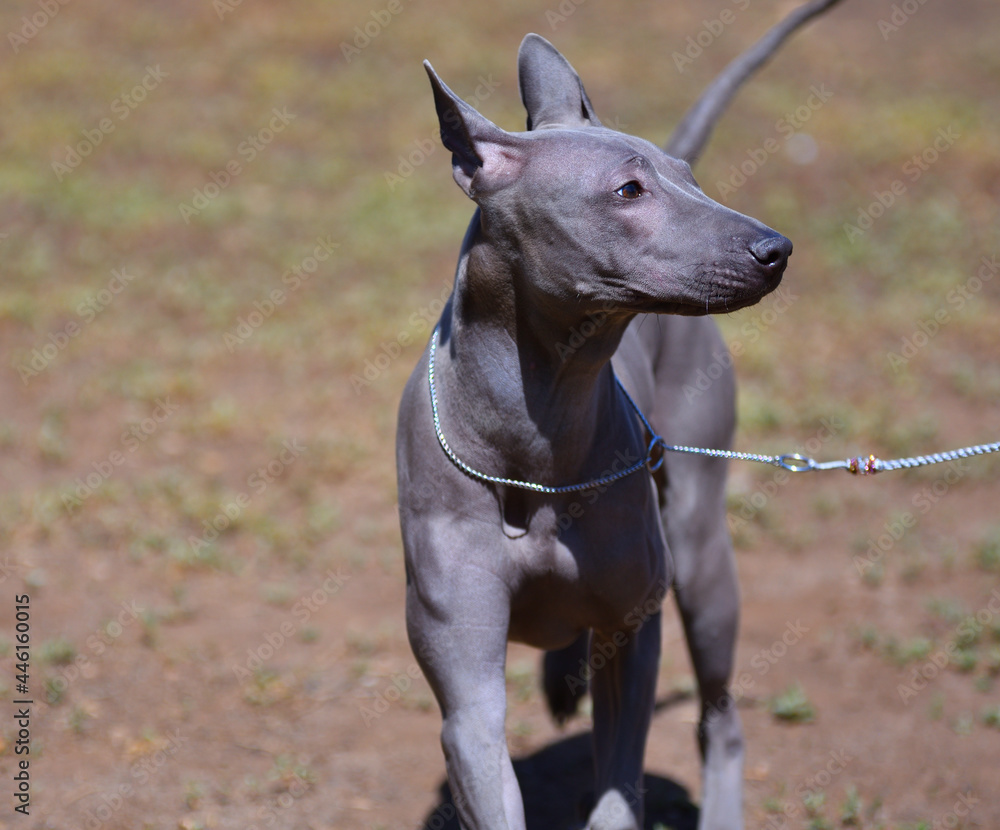 Dog breed Thai Ridgeback or Mah Thai in summer 