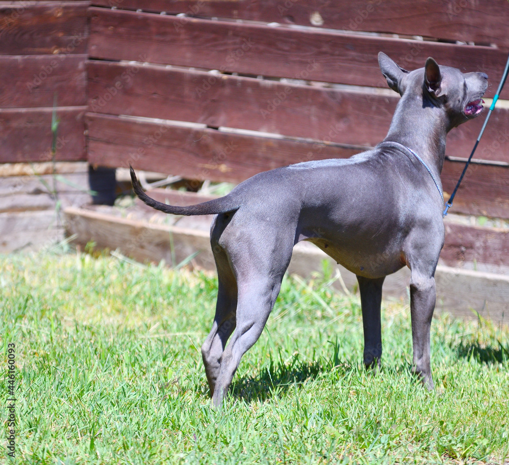 Dog breed Thai Ridgeback or Mah Thai in summer Dog breed Thai Ridgeback or Mah Thai in summer