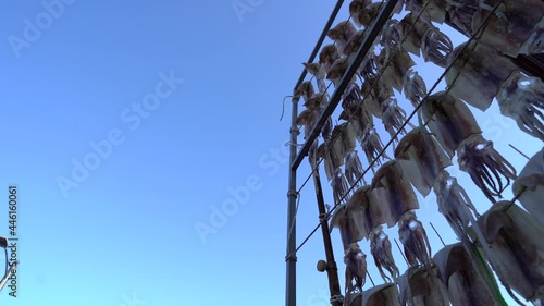 drying squids near the sea in the windy day photo
