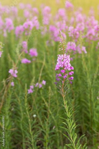 Flowers fireweed or Ivan-tea growing on meadow with sunlight. Delicious and healthy natural herbs in nature