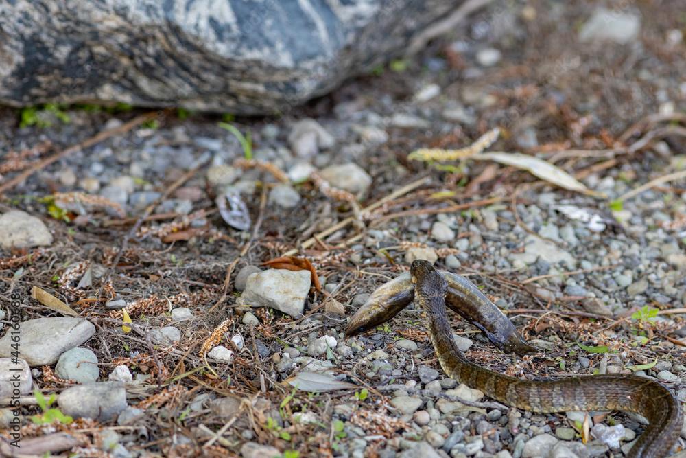 Northern water snake slithers away carrying fish Northern water snake slithers away carrying fish