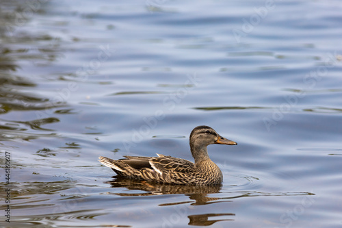 Female mallard duck swims on sheen water