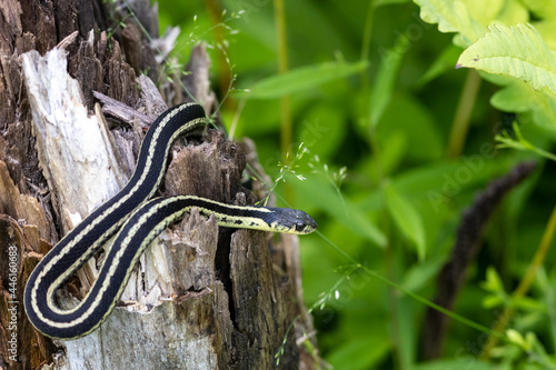 Garter snake on cracked tree stump photo