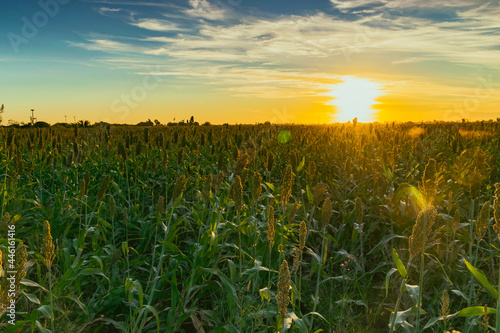 campo de sorgo al atardecer