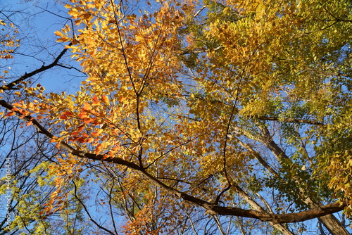 秋の紅葉したトウカエデの木