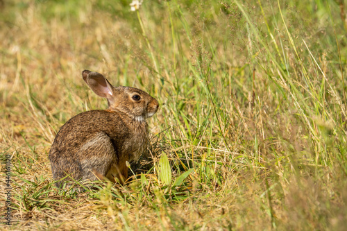 Small rabbit in Milo McIver State Park, Oregon.