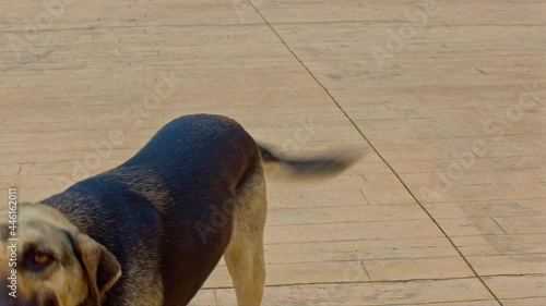 Homeless cur dog on the streets. Tagged and abandoned stray companion