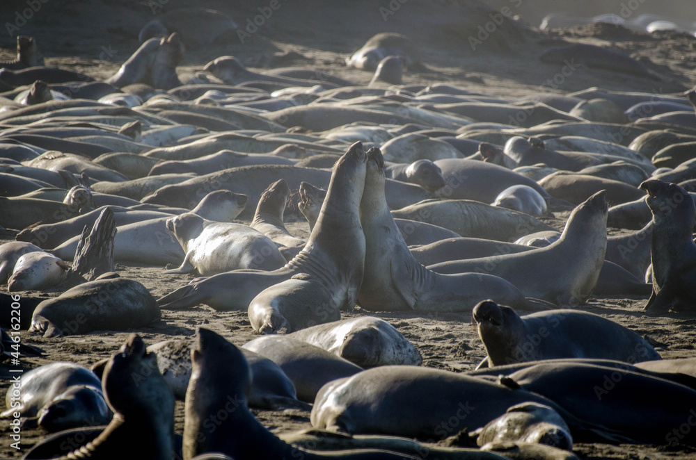 Fototapeta premium Elephant seal colony