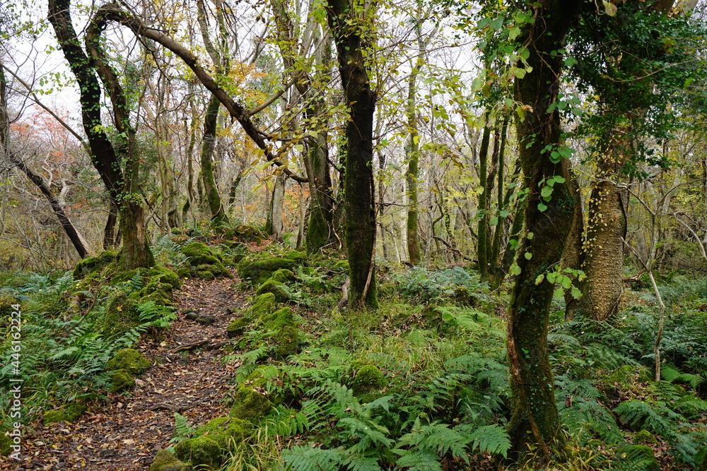 Obraz premium a charming autumn forest with a path