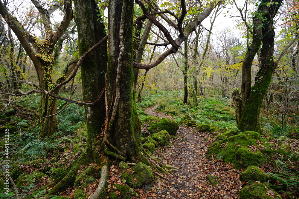 a charming autumn forest with a path a charming autumn forest with a path