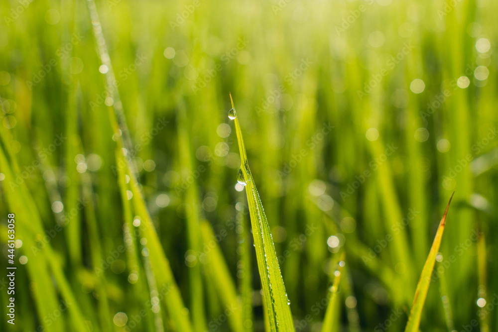 Fresh grass with dew drops close up.Water drop on grass,Macro water drop in nature,The nature background abstract. Fresh grass with dew drops close up.Water drop on grass,Macro water drop in nature,The nature background abstract.