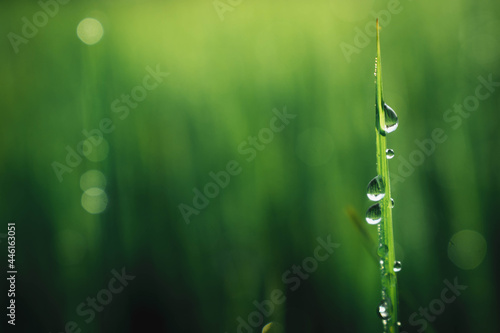 Fresh grass with dew drops close up.Water drop on grass,Macro water drop in nature,The nature background abstract.