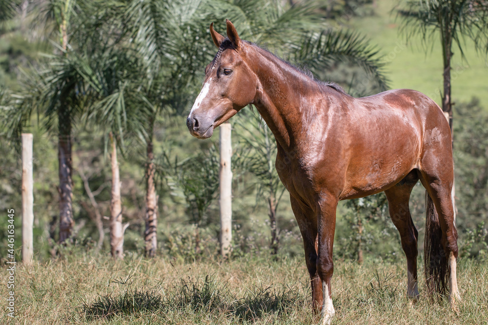Beautiful blood bay horse of the Mangalarga Marchador breed, loose in the field. Free horse in the pasture.