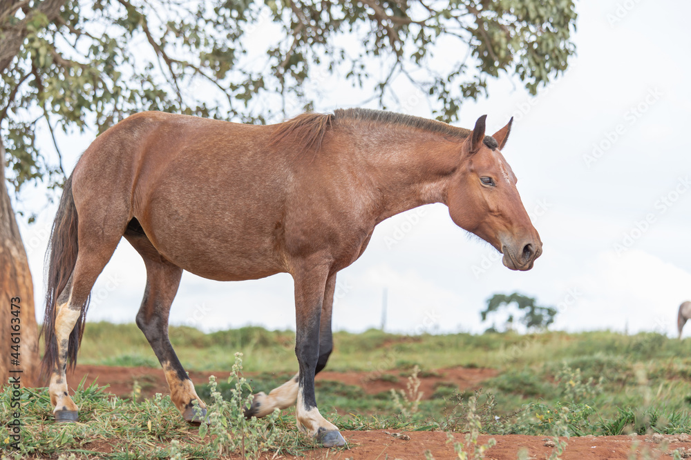 Bay horse. Beautiful Mangalarga Marchador mare with blood bay coat. Attention position with upright ears and paws aligned.
