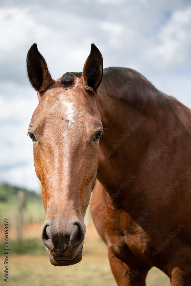 Obraz premium Closeup of the horse's face showing the look and ear characteristic of the Mangalarga Marchador breed. Animal portrait concept.