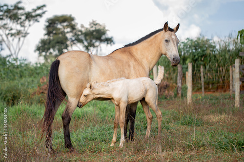 A beautiful buckskin mare with her palomino foal. Beautiful Mangalarga horse. © Belarmino