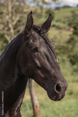 Fototapeta Naklejka Na Ścianę i Meble -  Beautiful black horse Mangalarga race with reddish tones by exposure to the sun. Concept of the iconic black stallion horse.