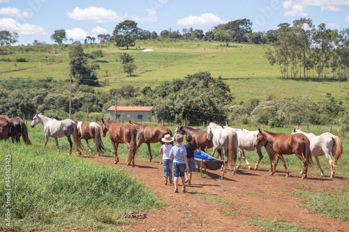 Group of three great friends children taking snacks to a field of several horses. Concept of caring for animals and obligations since childhood.