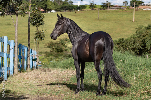 Beautiful black horse Mangalarga race with reddish tones by exposure to the sun. Concept of the iconic black stallion horse.