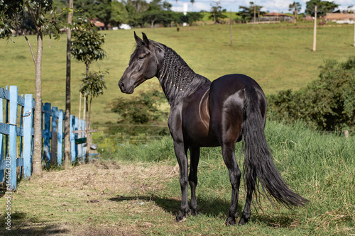Beautiful black horse Mangalarga race with reddish tones by exposure to the sun. Concept of the iconic black stallion horse. photo