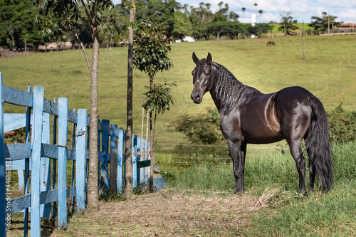 Beautiful black horse Mangalarga race with reddish tones by exposure to the sun. Concept of the iconic black stallion horse.