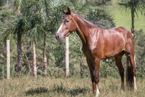 Beautiful blood bay horse of the Mangalarga Marchador breed  loose in the field. Free horse in the pasture.