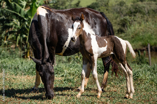 A beautiful pinto baby horse of the Mangalarga Marchador breed. A piebald foal next to its mother. Newborn foal with a week old. © Belarmino