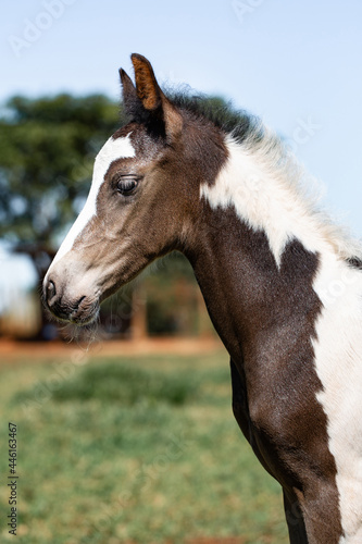 A close-up of a beautiful pinto baby horse of the Mangalarga Marchador breed. A newborn piebald foal with a week old.