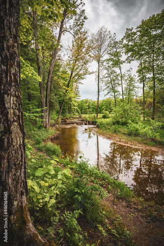 river in the woods